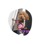 everyday with toy poodle（個別スタンプ：15）