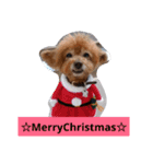 everyday with toy poodle（個別スタンプ：16）