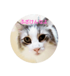 猫造（個別スタンプ：1）