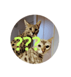 猫造（個別スタンプ：3）