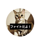猫造（個別スタンプ：6）
