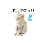野良猫の気持ち（個別スタンプ：1）