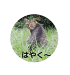 野良猫の気持ち（個別スタンプ：2）