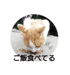 野良猫の気持ち（個別スタンプ：4）