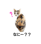野良猫の気持ち（個別スタンプ：5）