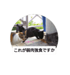 野良猫の気持ち（個別スタンプ：8）