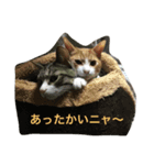 CAT black soybeans（個別スタンプ：3）