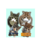 CAT black soybeans（個別スタンプ：7）