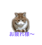 CAT black soybeans（個別スタンプ：8）