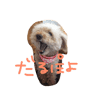 のあちゃん祭り（個別スタンプ：2）