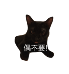 Black. Cat.2（個別スタンプ：1）