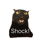 Black. Cat.2（個別スタンプ：4）