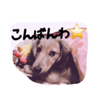 ☆ワンダフルだワン☆（個別スタンプ：3）
