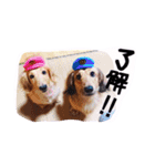 ☆ワンダフルだワン☆（個別スタンプ：6）
