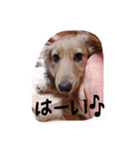 ☆ワンダフルだワン☆（個別スタンプ：7）