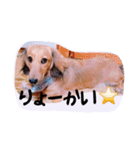 ☆ワンダフルだワン☆（個別スタンプ：8）