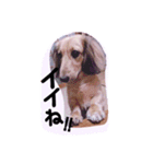 ☆ワンダフルだワン☆（個別スタンプ：9）