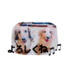 ☆ワンダフルだワン☆（個別スタンプ：10）