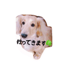 ☆ワンダフルだワン☆（個別スタンプ：12）