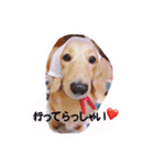 ☆ワンダフルだワン☆（個別スタンプ：13）
