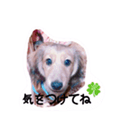 ☆ワンダフルだワン☆（個別スタンプ：15）
