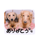 ☆ワンダフルだワン☆（個別スタンプ：16）