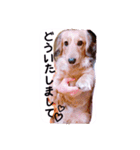 ☆ワンダフルだワン☆（個別スタンプ：18）