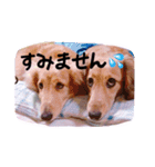 ☆ワンダフルだワン☆（個別スタンプ：19）