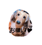 ☆ワンダフルだワン☆（個別スタンプ：20）