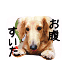 ☆ワンダフルだワン☆（個別スタンプ：21）
