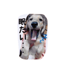 ☆ワンダフルだワン☆（個別スタンプ：22）