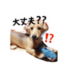☆ワンダフルだワン☆（個別スタンプ：23）