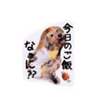☆ワンダフルだワン☆（個別スタンプ：24）