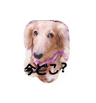 ☆ワンダフルだワン☆（個別スタンプ：25）