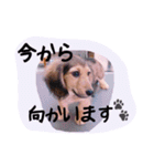 ☆ワンダフルだワン☆（個別スタンプ：26）