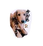 ☆ワンダフルだワン☆（個別スタンプ：27）