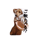 ☆ワンダフルだワン☆（個別スタンプ：28）