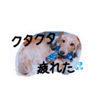 ☆ワンダフルだワン☆（個別スタンプ：29）