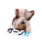 ☆ワンダフルだワン☆（個別スタンプ：31）