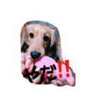 ☆ワンダフルだワン☆（個別スタンプ：32）