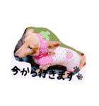 ☆ワンダフルだワン☆（個別スタンプ：34）
