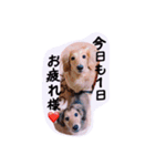 ☆ワンダフルだワン☆（個別スタンプ：35）