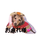☆ワンダフルだワン☆（個別スタンプ：36）