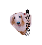 ☆ワンダフルだワン☆（個別スタンプ：37）