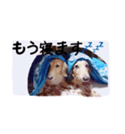 ☆ワンダフルだワン☆（個別スタンプ：39）