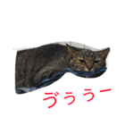 かわいいにゃんこスタンプ（個別スタンプ：1）