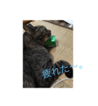 かわいいにゃんこスタンプ（個別スタンプ：3）