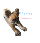 BUSAIKU ku（個別スタンプ：3）