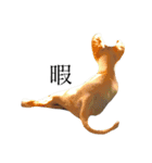 愛犬と日常です（個別スタンプ：1）