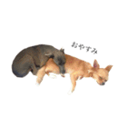 愛犬と日常です（個別スタンプ：2）